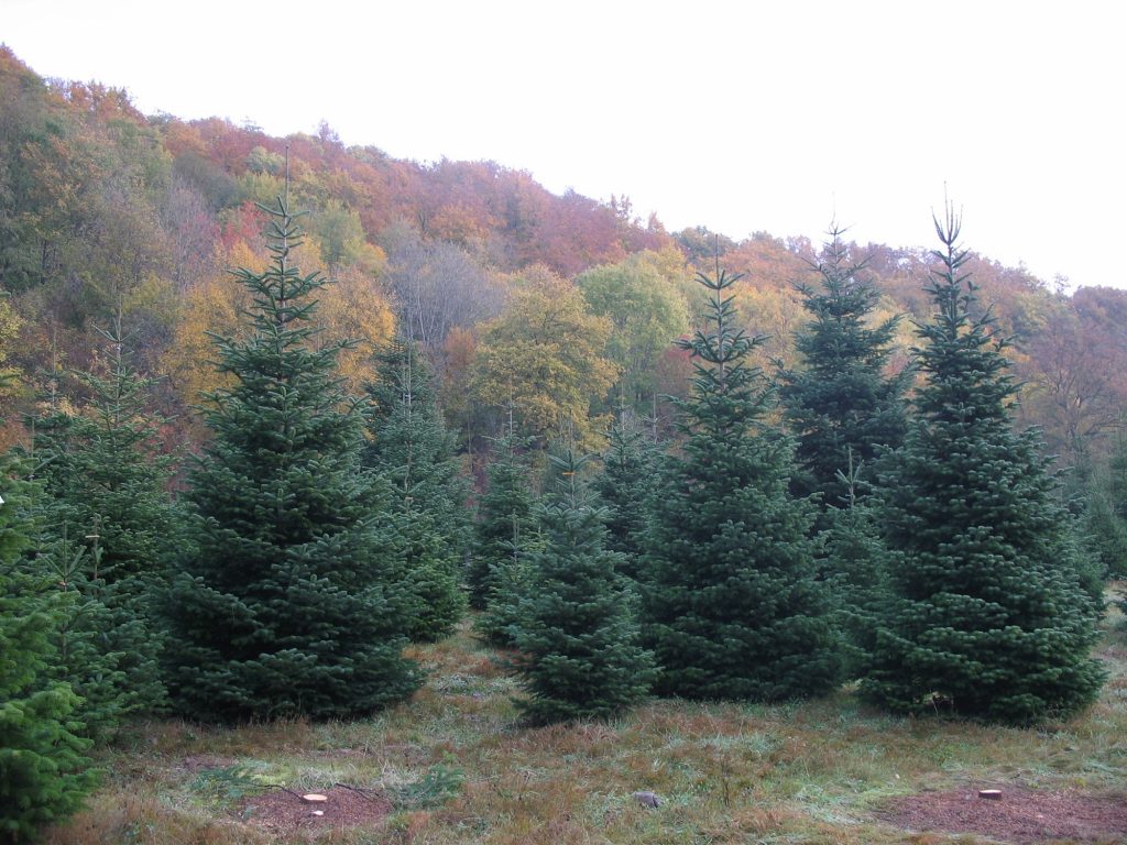 Pépinières Tschirhart - Pépinière, producteur de sapins de Noël - Haut-Rhin (Alsace)