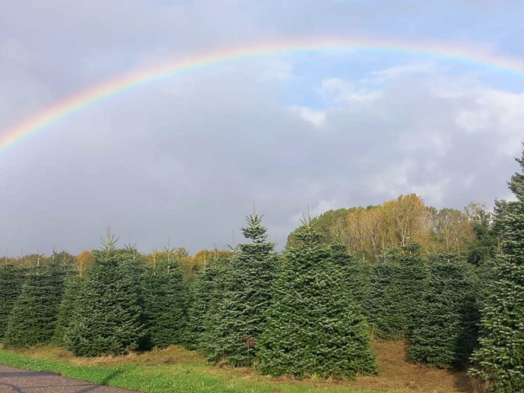 Pépinières Tschirhart - Pépinière, producteur de sapins de Noël - Haut-Rhin (Alsace)