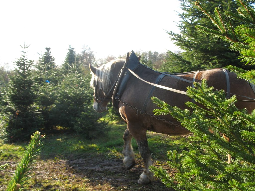 Pépinières Tschirhart - Pépinière, producteur de sapins de Noël - Haut-Rhin (Alsace)